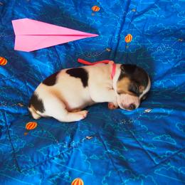 Bessie - Black and white female Teddy Roosevelt Terrier puppy in Carpenter, Wyoming from Wabbitfire Teddy Roosevelt Terriers