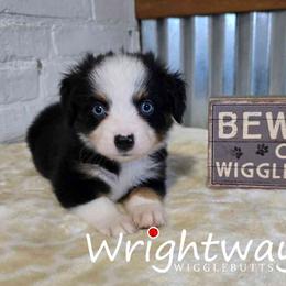 Bayou - Black tri male Miniature Australian Shepherd puppy in Dowagiac, Michigan from Wrightway Wigglebutts