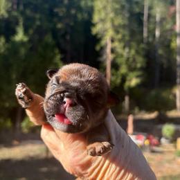 Girl 3 - Red and white female Bulldog puppy in Wolf Creek, Oregon from Dejah Bleu Bulldogs