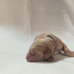 Dilute Retriever and Labrador Retriever Puppies from LC Hunting Labs, LLC.