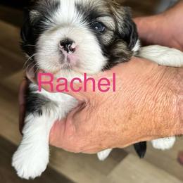 Rachel - Red female Lhasa Apso puppy in Snover, Michigan from Lhasa Fur Life