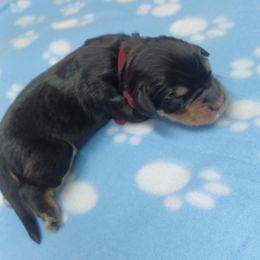 Mack Maroon - Phantom male Bernedoodle puppy in Delphos, Ohio from Route 66 Poodles & Doodles, Sapphire Shih-tzu's of Ohio