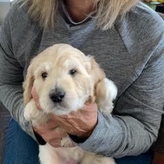 Double Doodle Puppies from Riverside Doodles in Seattle (double doodles)