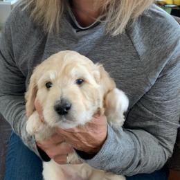 Double Doodle Puppies from Riverside Doodles in Seattle (double doodles)
