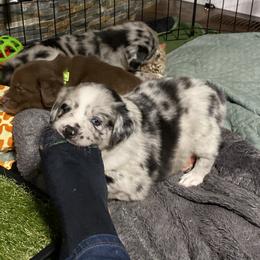 Australian Shepherd Puppies from Kent island Aussies