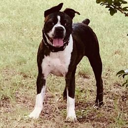 Bubba - Boston Terrier
