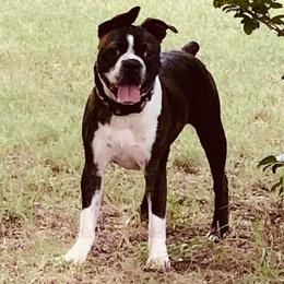 Bubba - Boston Terrier
