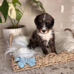 Coconut - Blue merle male Bernedoodle puppy in Las Vegas, Nevada from Dose of Doodles