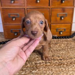 Smooth Coat Red Dapple Boy - Dapple male Dachshund puppy in Austin, Colorado from Colorado Mini Dachshunds & Mini Pomskies