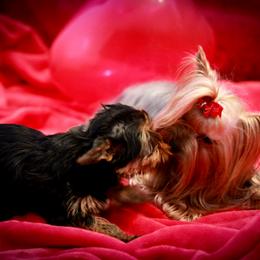Yorkshire Terrier Puppies from Essence of Grace Yorkies
