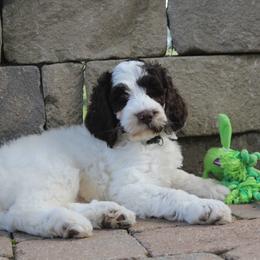 Australian Labradoodle Puppies from IvyLane Labradoodles