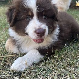 Australian Shepherd Puppies from Dream E River Ranch