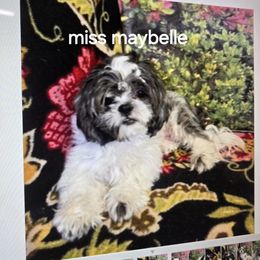 Miss Maybelle - Shih Tzu