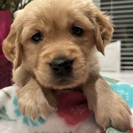 Golden Retrievers from West Valley Goldens