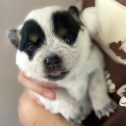 Girl 2 - Blue female Australian Cattle Dog puppy in Irvington, Kentucky from Dry Valley’s Australian Cattle Dogs
