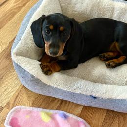 Black n tan girl - Black and tan female Dachshund puppy in Lubbock, Texas from It’s a Hot Mess
