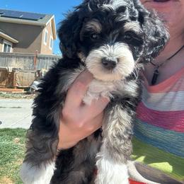 Viva - Tri-color female Bernedoodle puppy in Eagle Mountain, Utah from Liberty Farms Puppies