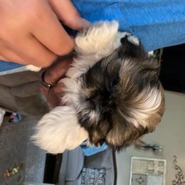 Shih Tzu Puppies from GiGi’s Little Tzu