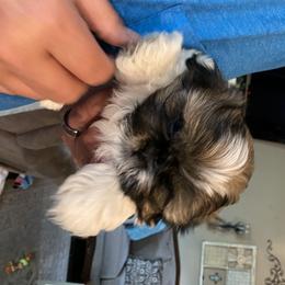 Shih Tzu Puppies from GiGi’s Little Tzu