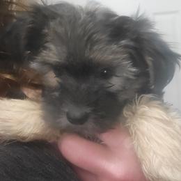 Minnie - Black and tan female Morkie puppy in Gloucester, Virginia from Jenkins Morkies