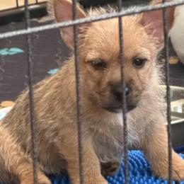 Norwich Terriers from Tuffy’s Brown Dogs