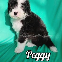 Peggy - Black and white female Sheepadoodle puppy in Iowa Falls, Iowa from Sheepadoodles of Iowa