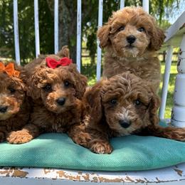 Goldendoodle and Poodle Puppies from Deerly Poodles & Doodles