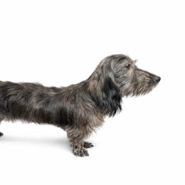 Elliot (Ellie) - Dachshund