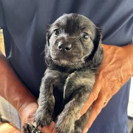 White Collar Boy - Sable male Dachshund puppy in Maumelle, Arkansas from Smokehouse Doxies