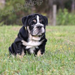 Bulldog Puppies from Magnificent Bulldogs