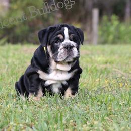 Bulldog Puppies from Magnificent Bulldogs