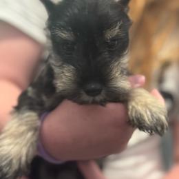 Fifi - Salt and pepper female Miniature Schnauzer puppy in Wentworth, Missouri from Twisted R Farm