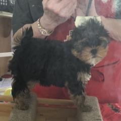 Yorkshire Terrier Puppies from Sassyville Yorkies
