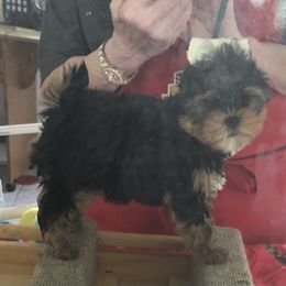 Yorkshire Terrier Puppies from Sassyville Yorkies