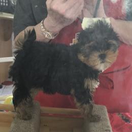 Yorkshire Terrier Puppies from Sassyville Yorkies