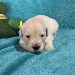 Peyton - Light golden male Golden Retriever puppy in Ennis, Texas from Amberidge Golden Retrievers