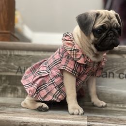 Pixie - Fawn female Pug puppy in Winter Haven, Florida from The Pugarazzi