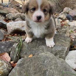 Copper - Sable male Pembroke Welsh Corgi puppy in Saratoga, Wyoming from Maria's Pembroke Welsh Corgis