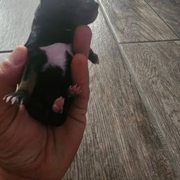 Miniature Schnauzer Puppies from Bellas Schnauzers