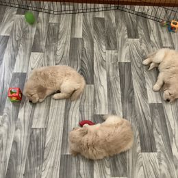 Golden Retriever Puppies from Goldens for You