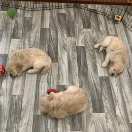 Golden Retriever Puppies from Goldens for You