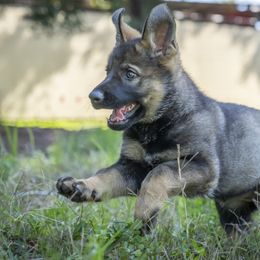 German Shepherd Puppies from Agrestal German Shepherds
