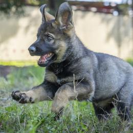 German Shepherd Puppies from Agrestal German Shepherds