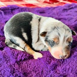 Luna - Blue merle female Australian Shepherd puppy in Charlotte, North Carolina from Awesome Aussies