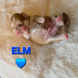 Elm - Red and white male Pomsky puppy in Weir, Texas from Bluebonnet Pomskies