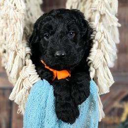 Pumpkin - Black male Goldendoodle puppy in Springfield, Oregon from Oregon's Oodles of poodles & doodles