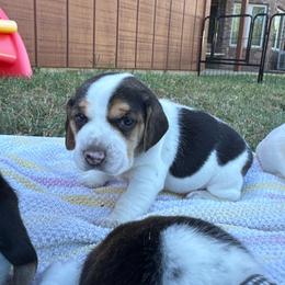 AKC Lark - Black tan and white female Beagle puppy in Rogersville, Missouri from Hales Little Beagle Haven