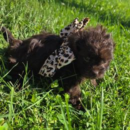 Le Ve Est Bel (Bella) - Brown female Shihpoo puppy in Delphos, Ohio from Route 66 Puppies