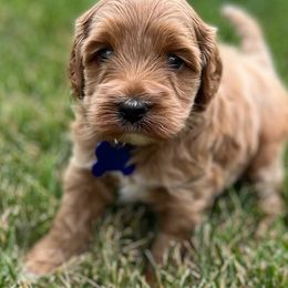 Cockapoo Puppies from Maple’s Cockapoo Puppies