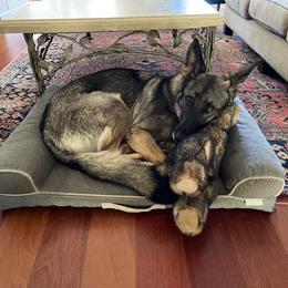 Girl 1 - female German Shepherd puppy in Oakland, Oregon from VHM German Shepherds